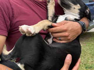 American Pit Bull Terrier dogs - Ad 40