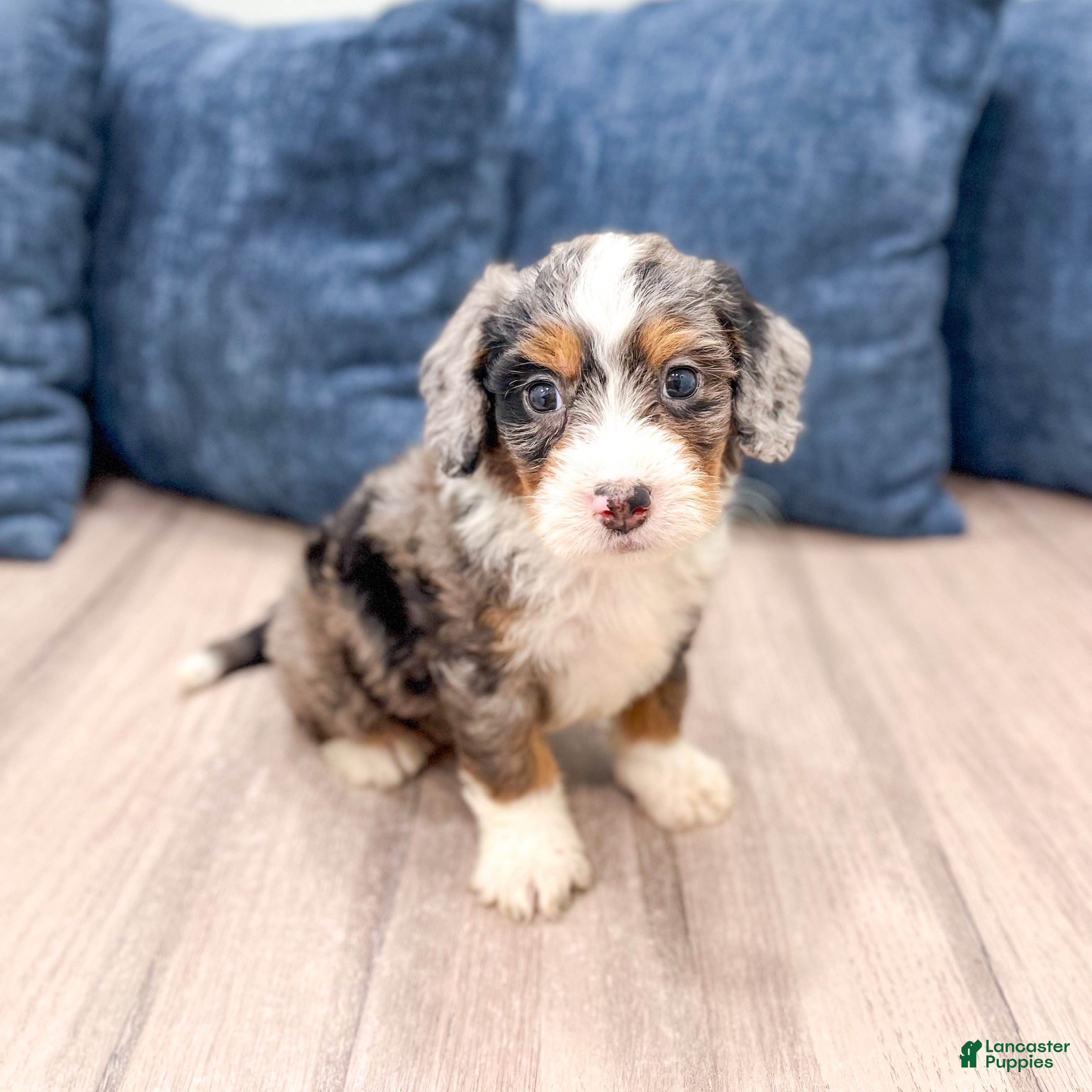 Mini Bernedoodle dogs Boomer - Ad 1