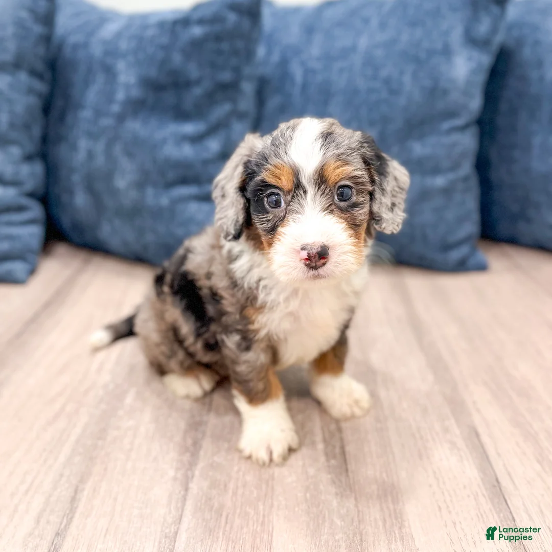 Mini Bernedoodle dogs for sale: Boomer - Ad 1