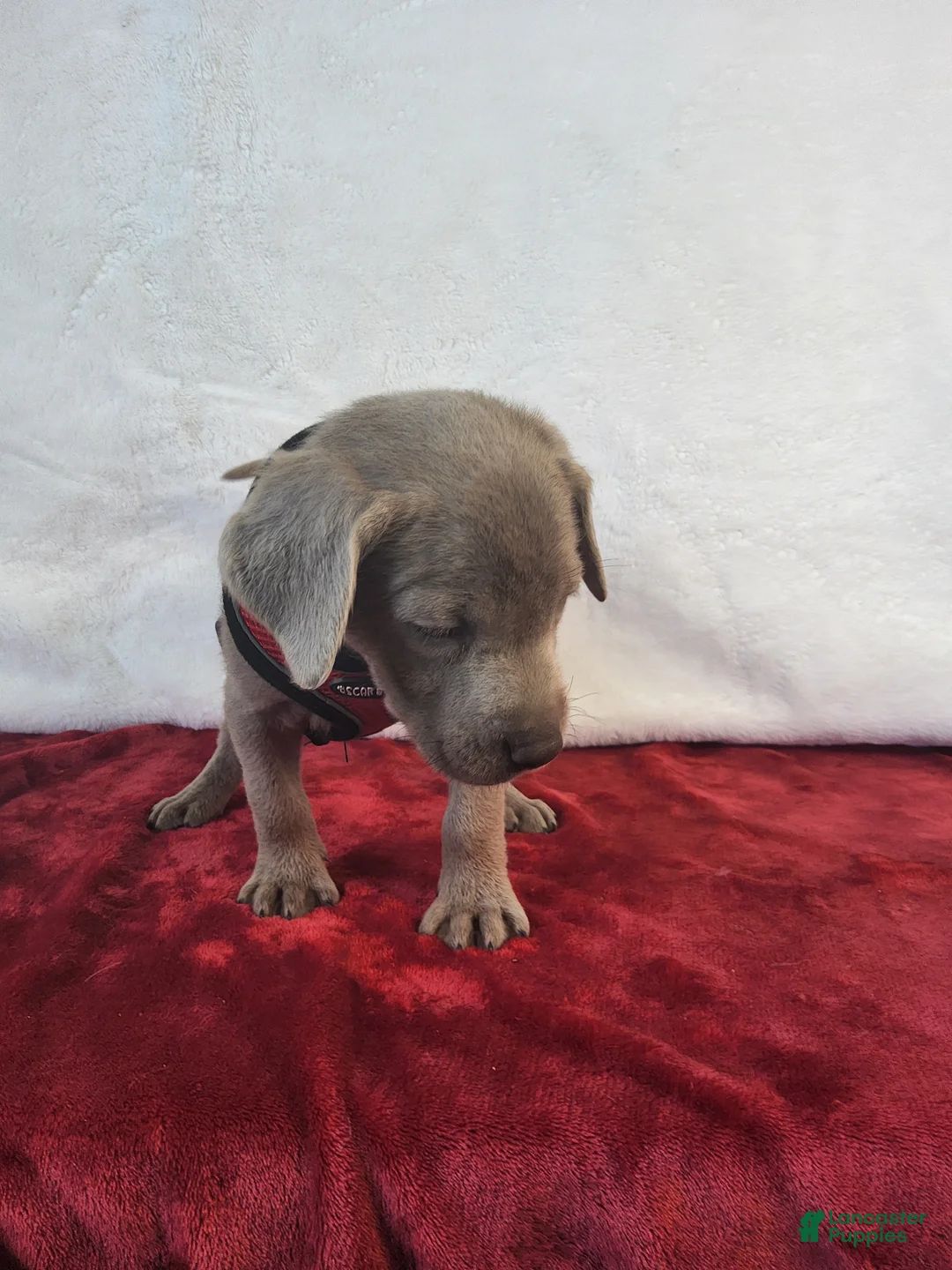 Labrador Retriever dogs for sale: Crazy Donny - Ad 6