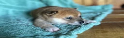 Shiba Inu dogs for sale: Shiba Inu Puppy 6 - Ad 4