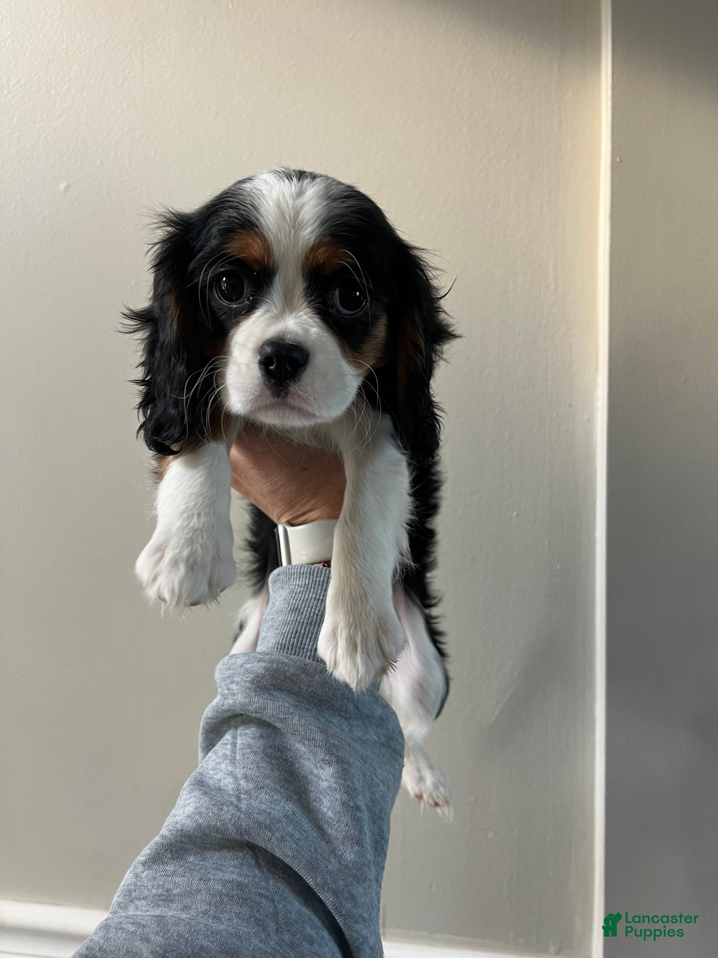Cavalier King Charles Spaniel dogs Cavalier King Charles Spaniel Puppy 1 - Ad 8