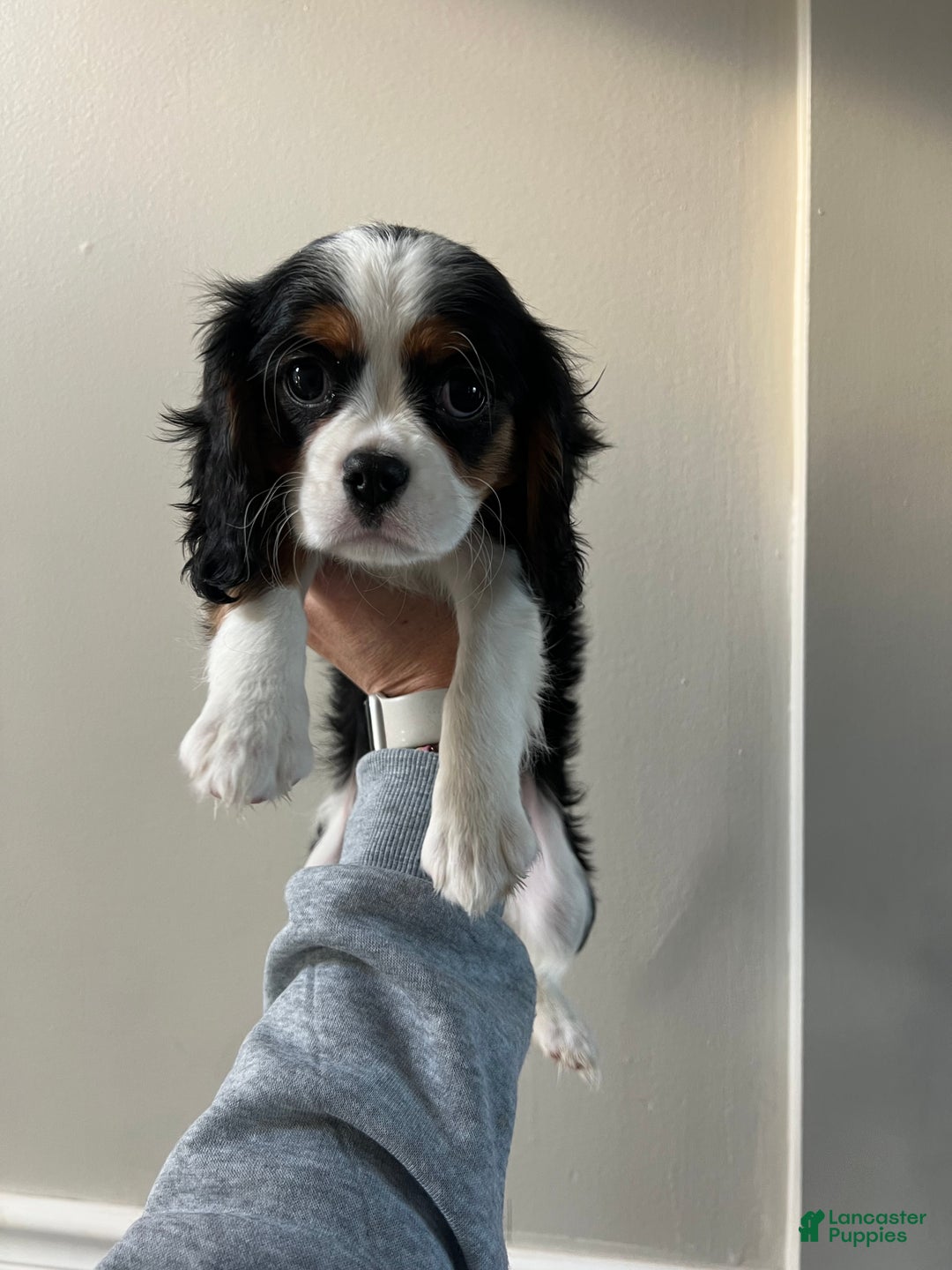 Cavalier King Charles Spaniel dogs for sale: Cavalier King Charles Spaniel Puppy 1 - Ad 1