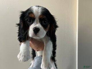 Cavalier King Charles Spaniel dogs Cavalier King Charles Spaniel Puppy 1 - Ad 9