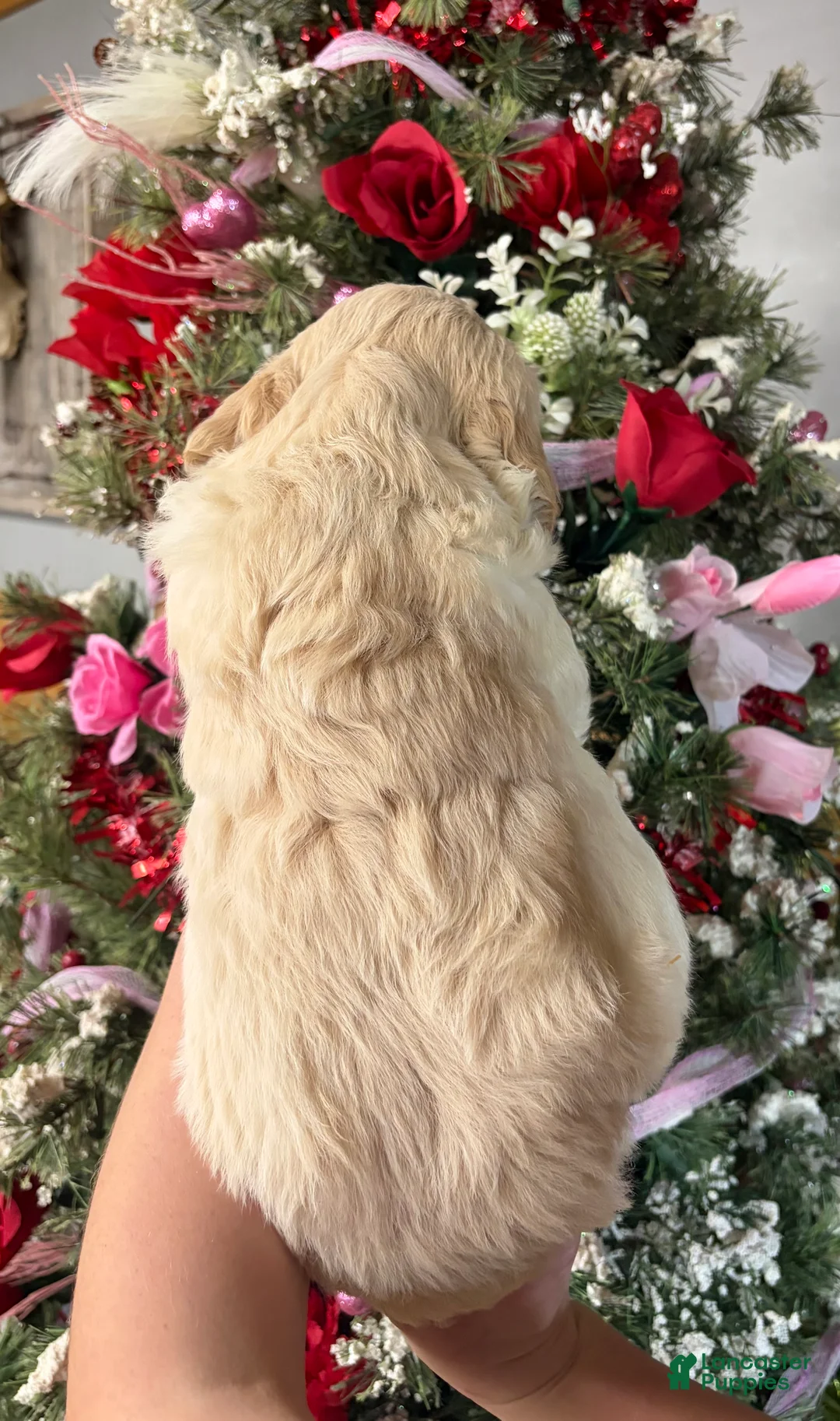 Goldendoodle dogs for sale: Goldendoodle Puppy 1 - Ad 4