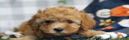 Cavapoo dogs for sale: Ivy - Ad 3