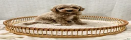 Cavapoo dogs for sale: Scottie - Ad 7