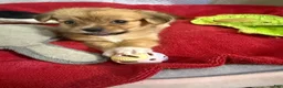 Mixed Breed dogs for sale: Mixed Breed 1 - Ad 4