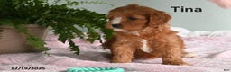 Cavapoo dogs for sale: Tina - Ad 3