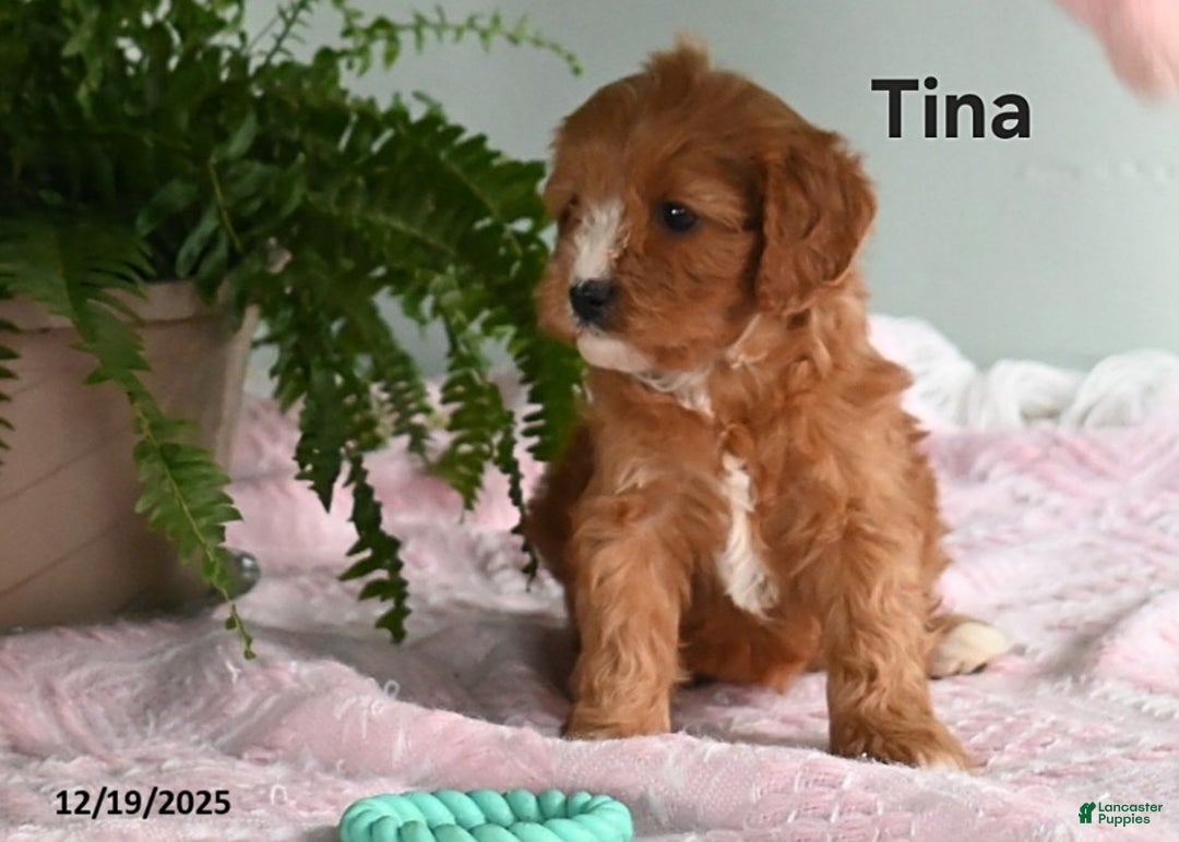 Cavapoo dogs for sale: Tina - Ad 3