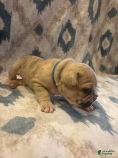French Bulldog dogs Amir - Ad 7