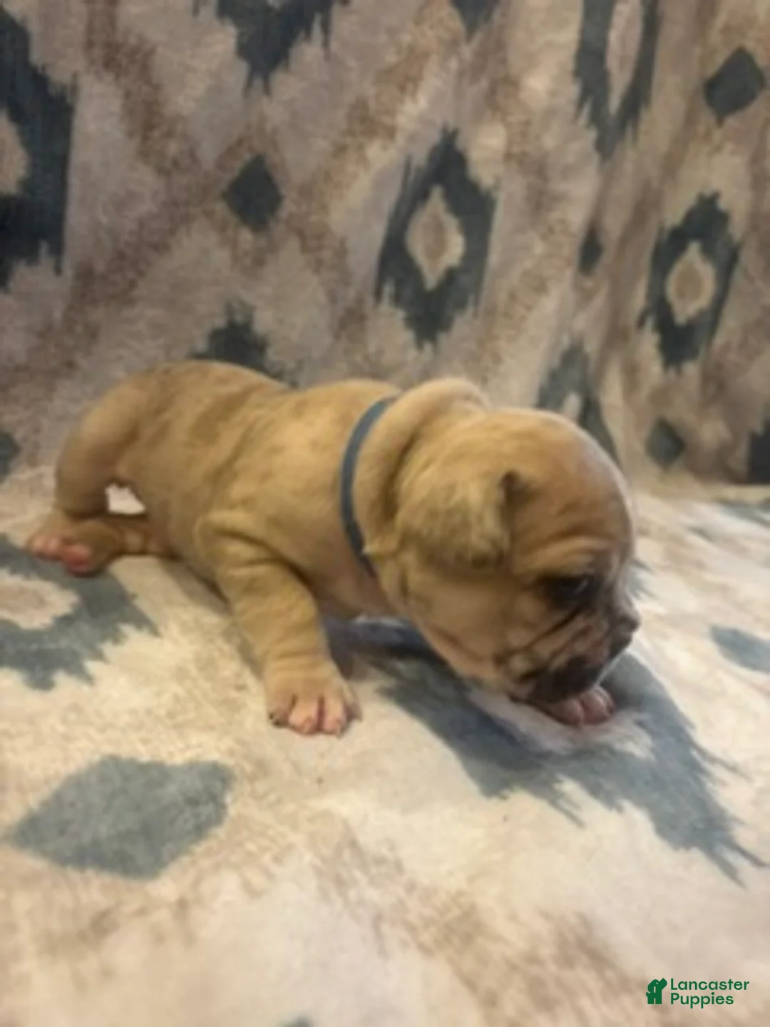 French Bulldog dogs for sale: Amir - Ad 1