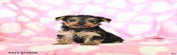 Yorkshire Terrier dogs for sale: Teddy - Ad 1