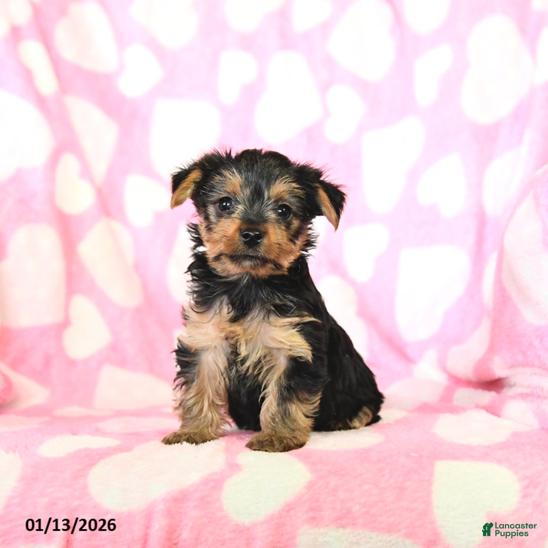Yorkshire Terrier dogs for sale: Teddy - Ad 1