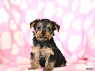 Yorkshire Terrier dogs Teddy - Ad 37