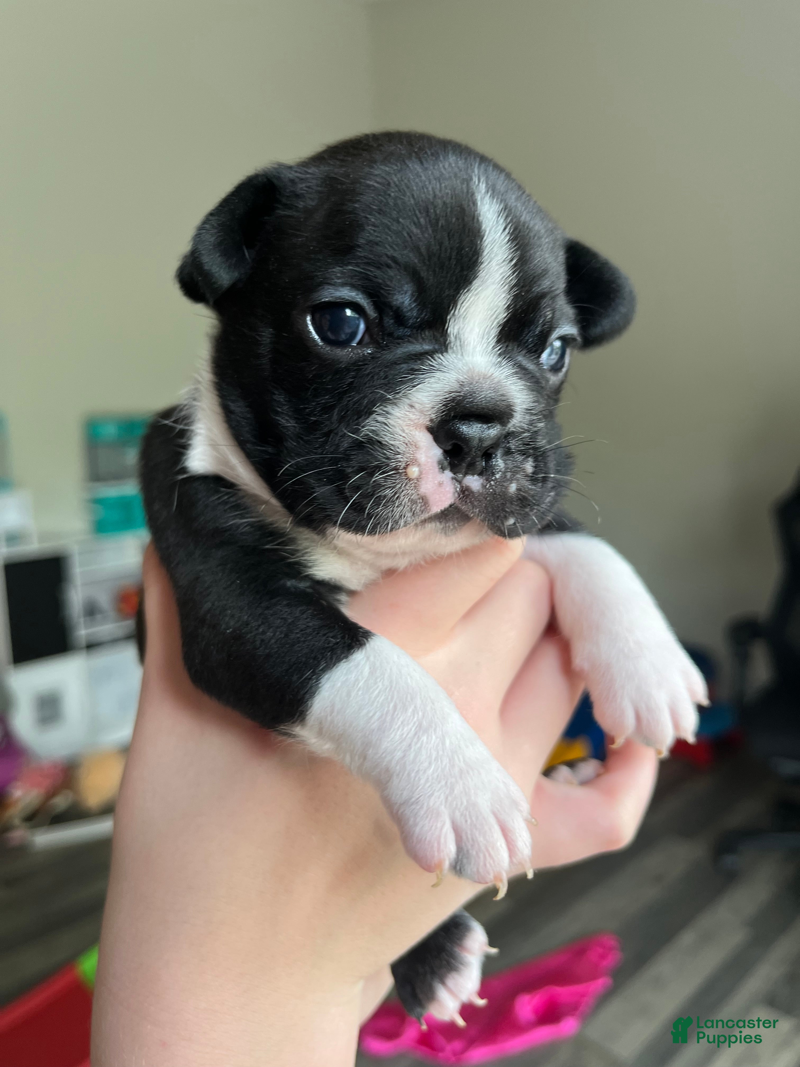 Frenchton dogs Frenchton Puppy 2 - Ad 28