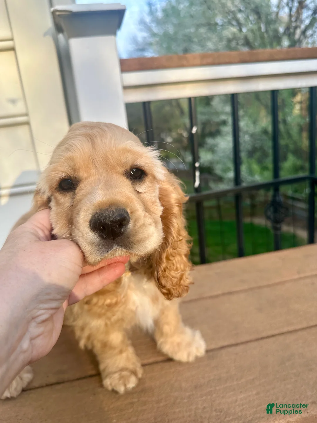 Cocker Spaniel dogs for sale: AKC - Cody Cocker Spaniel Puppy  - Ad 2