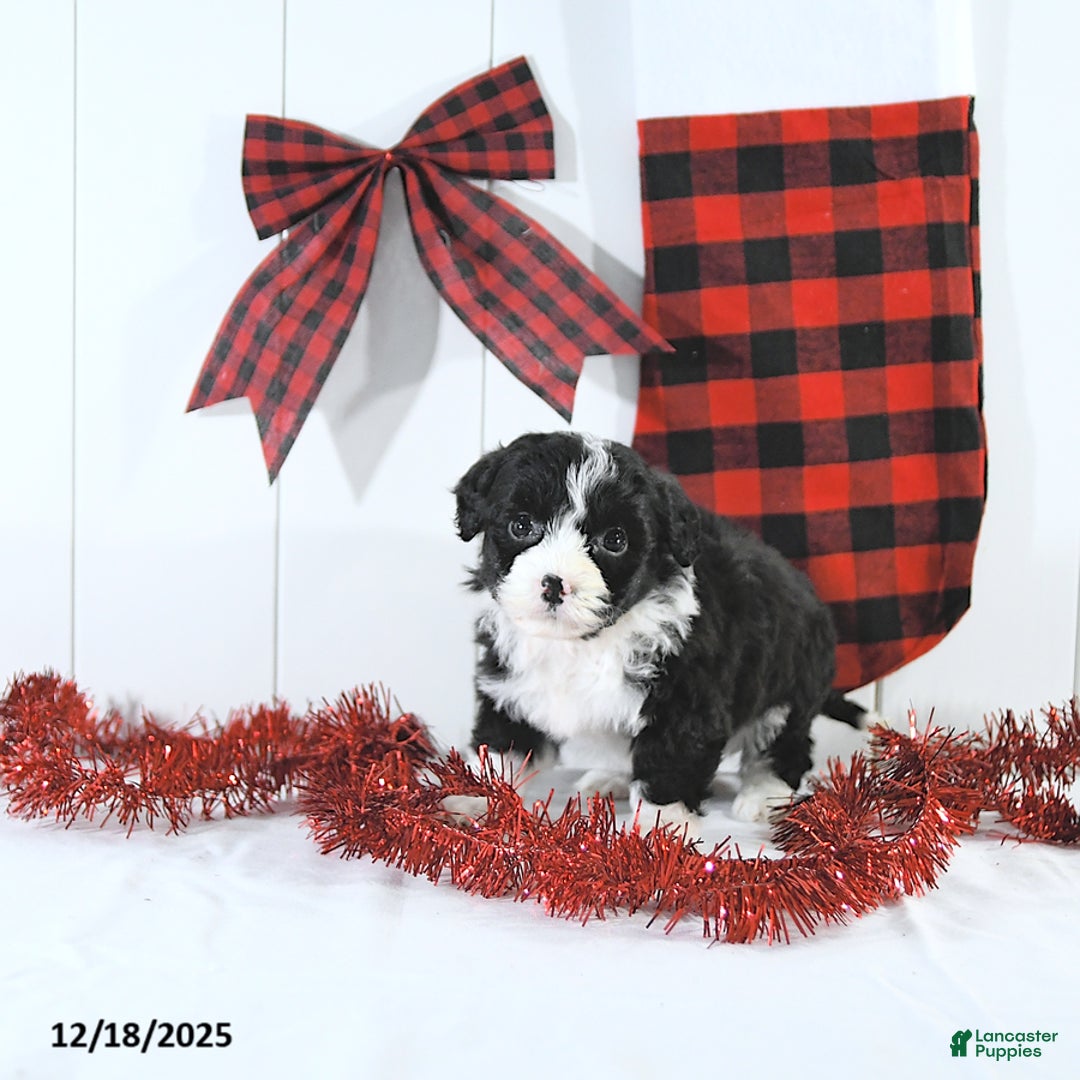 Mini Bernedoodle dogs for sale: Sam EXTRA SMALL - Ad 4