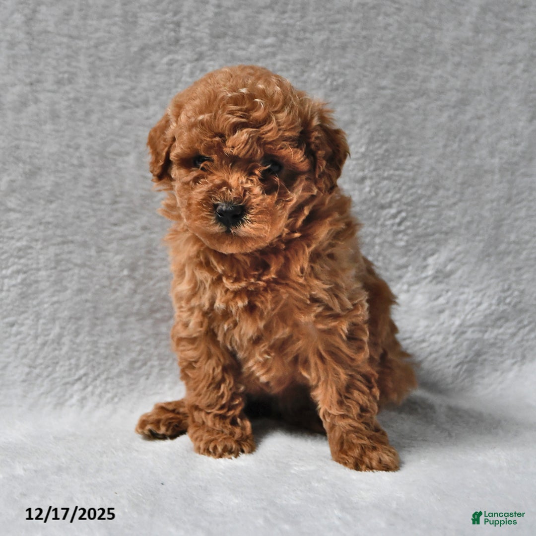 Mixed Breed dogs for sale: Ruth Ellen - Ad 1