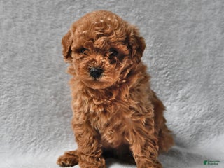 Mixed Breed dogs Ruth Ellen - Ad 3