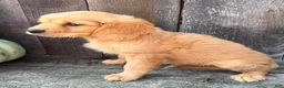 Miniature Golden Retriever dogs for sale: Grover Male Mini Golden Retriever - Ad 3