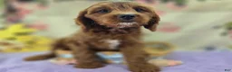 Cavapoo dogs for sale: Iceberg - Ad 34