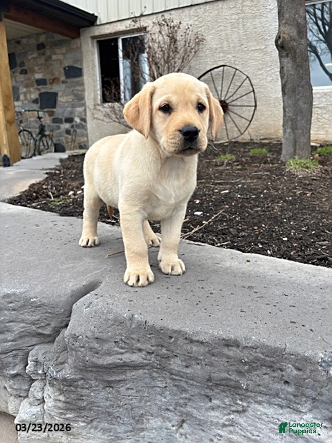 Labrador Retriever dogs for sale: Harley - Ad 1