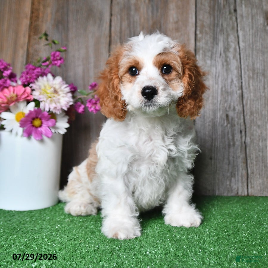 Cavapoo dogs Diesel - Ad 1