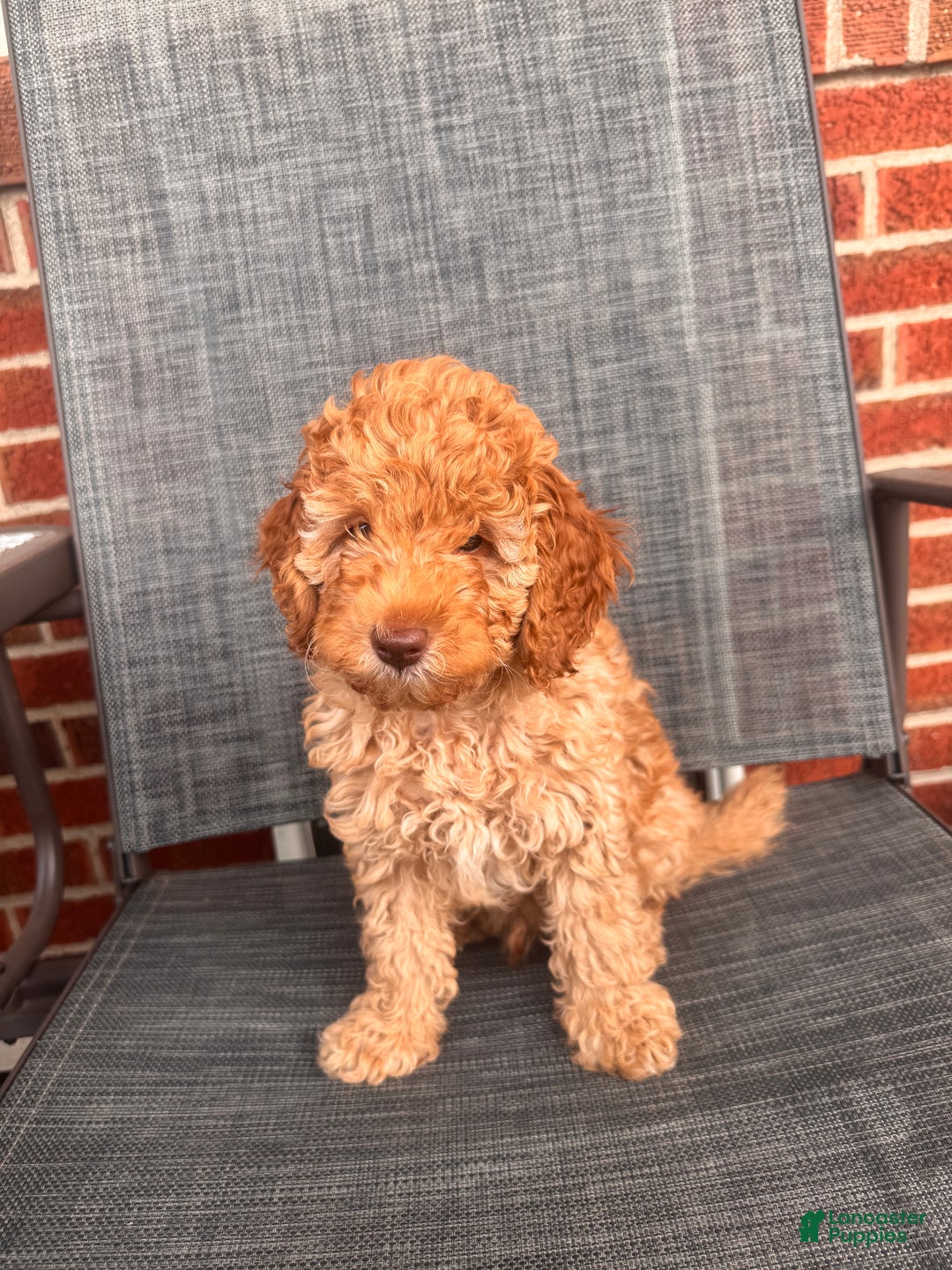 Toy Poodle dogs for sale: Rainer  - Ad 4