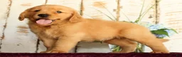 Golden Retriever dogs for sale: Jasper - Ad 3
