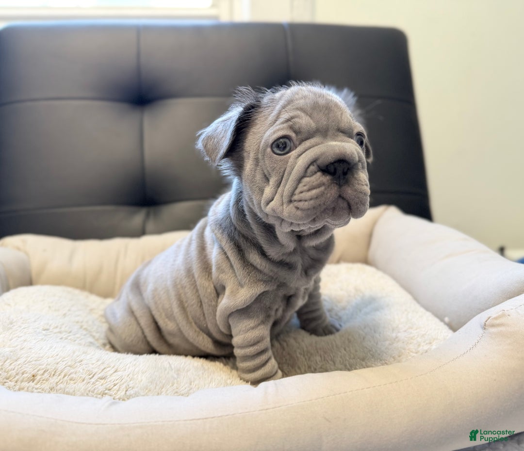 French Bulldog dogs for sale: French Bulldog Puppy 3 - Ad 2