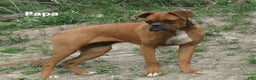 Mixed Breed dogs for sale: Shadow - Ad 12