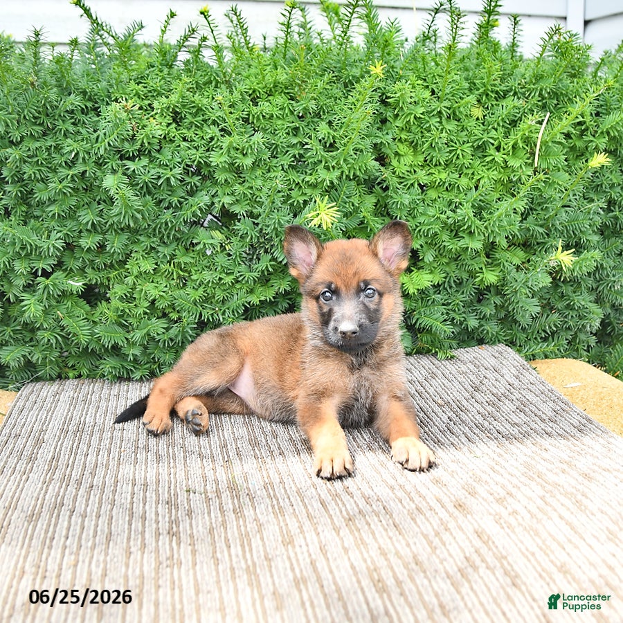 Mixed Breed dogs Athena - Ad 1