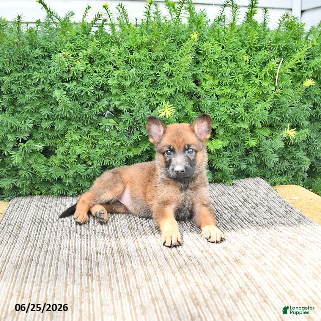 Mixed Breed dogs for sale: Athena - Ad 1