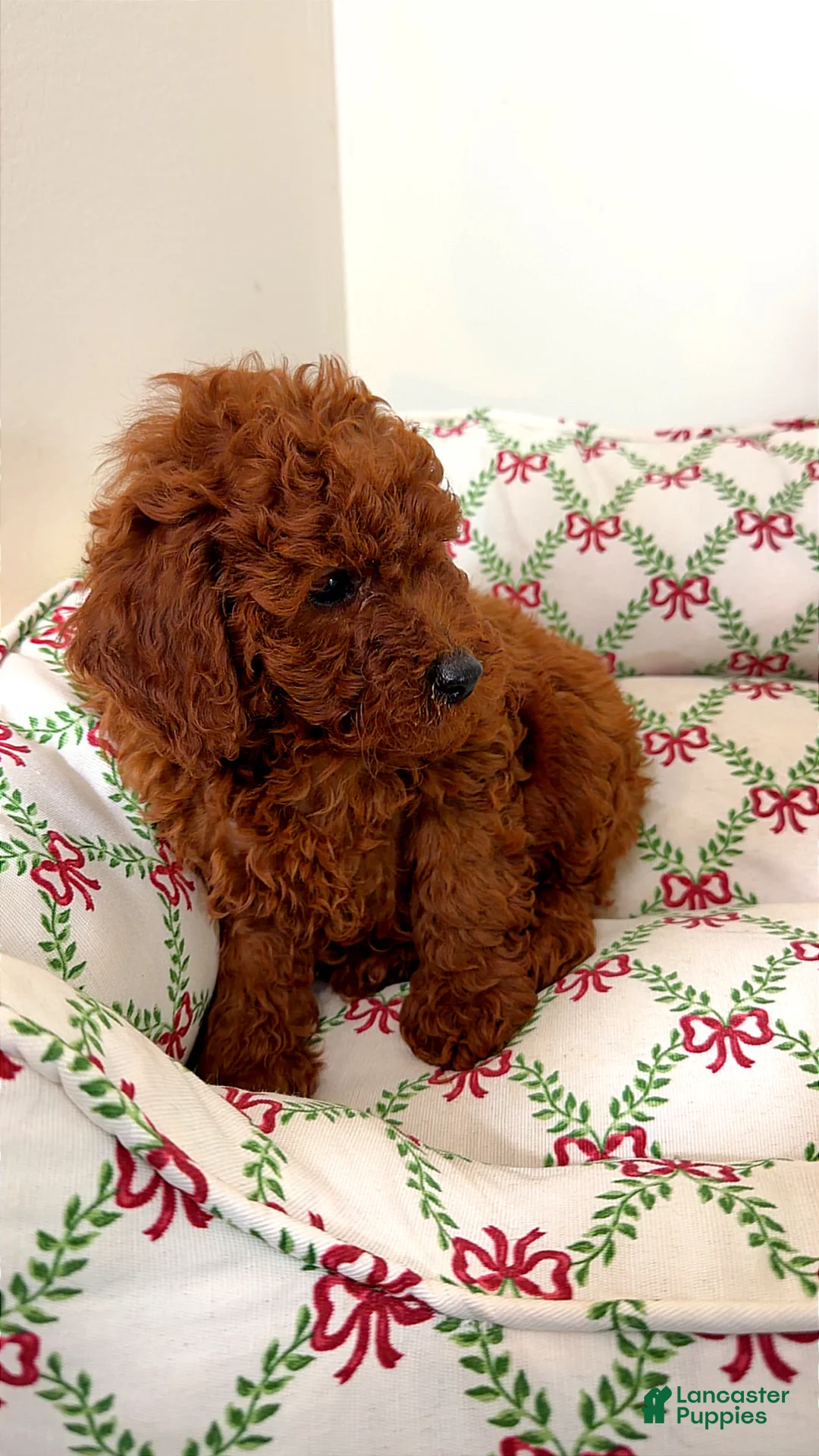 Toy Poodle dogs for sale: Baby Prada  - Ad 2