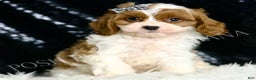 Cavapoo dogs for sale: Dumpling F1 - Ad 1