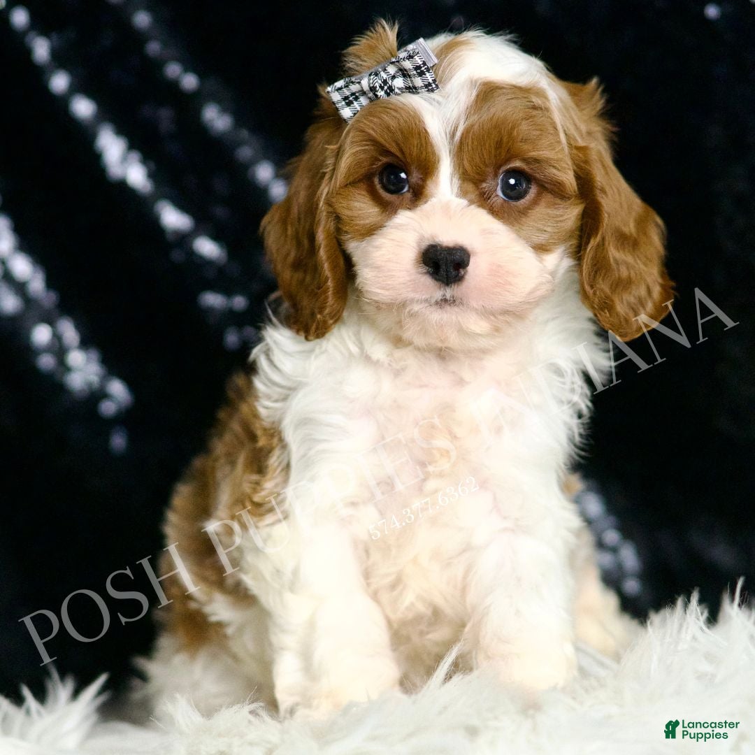 Cavapoo dogs for sale: Dumpling F1 - Ad 1