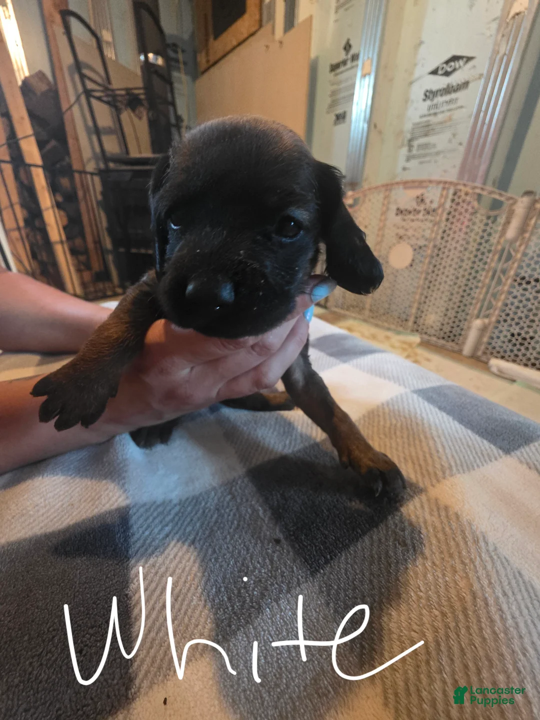 Other breed dogs for sale: Bavarian Mountain Scent Hound White Female Pup - Ad 1