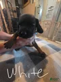 Bavarian Mountain Scent Hound White Female Pup