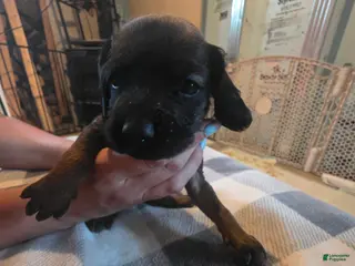 Other breed dogs Bavarian Mountain Scent Hound White Female Pup - Ad 10