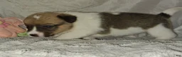 Mixed Breed dogs for sale: Orpheus - Ad 6