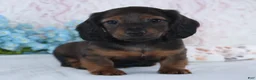 Miniature Dachshund dogs for sale: Hayden - Ad 1