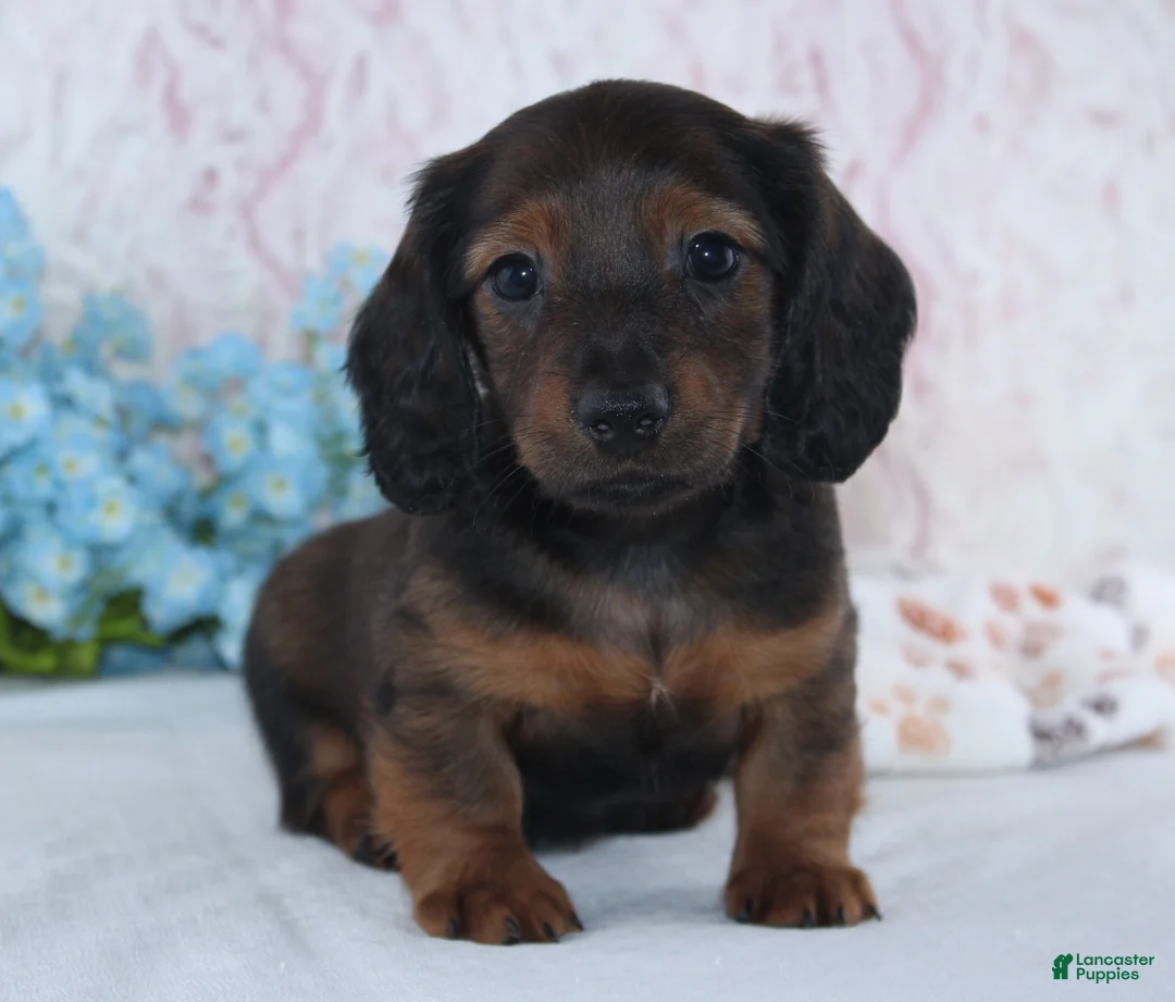 Miniature Dachshund dogs for sale: Hayden - Ad 1