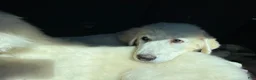 Great Pyrenees dogs for sale: Great Pyrenees Female aka Ginger - Ad 6