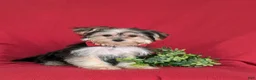 Morkie dogs for sale: Randall 6 lbs Full Grown - Ad 4