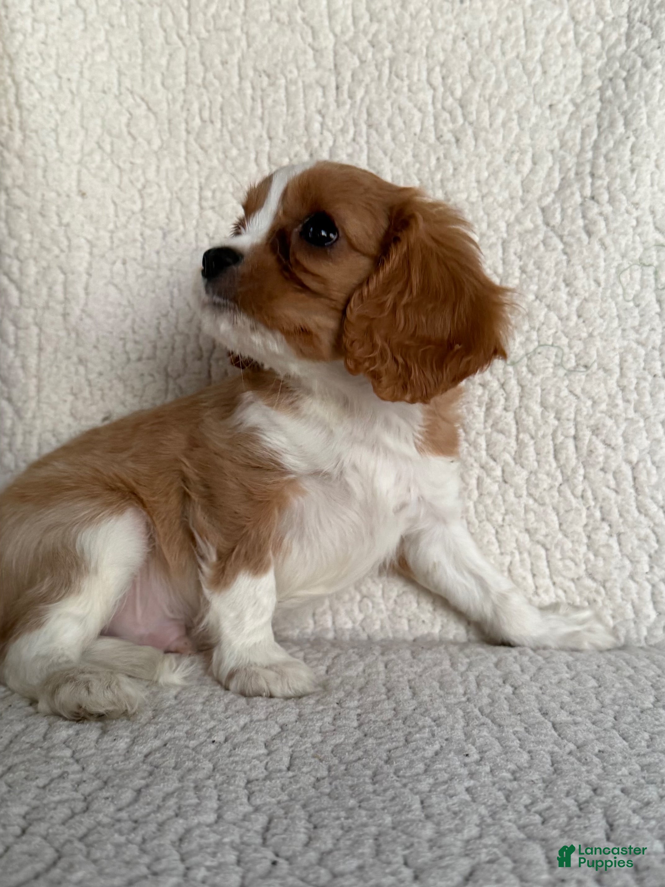 Cavalier King Charles Spaniel dogs Trooper Cavalier King Charles Spaniel  - Ad 2
