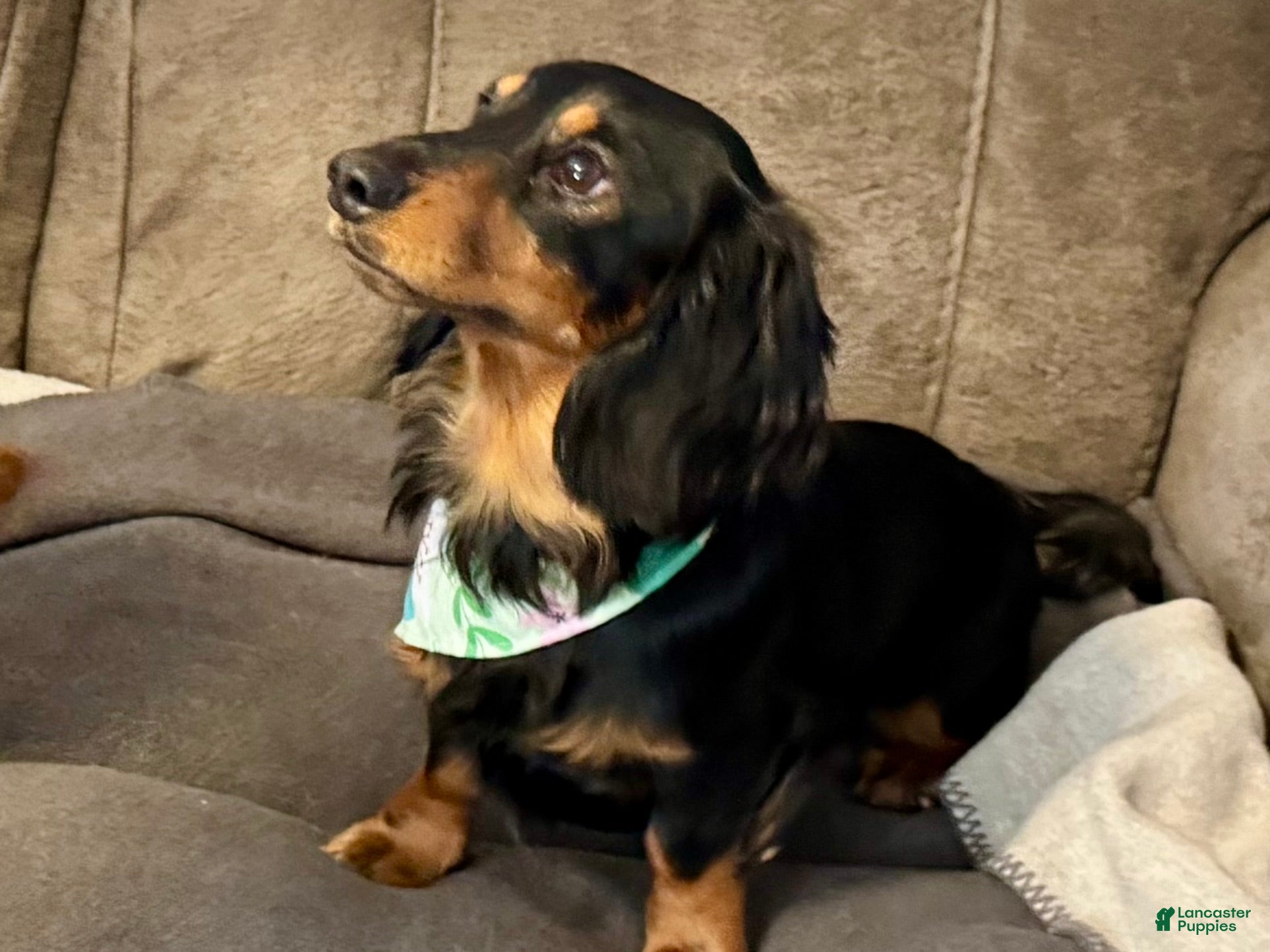 Miniature Dachshund dogs Bodie - CKC Male Miniature Dachshund  - Ad 32