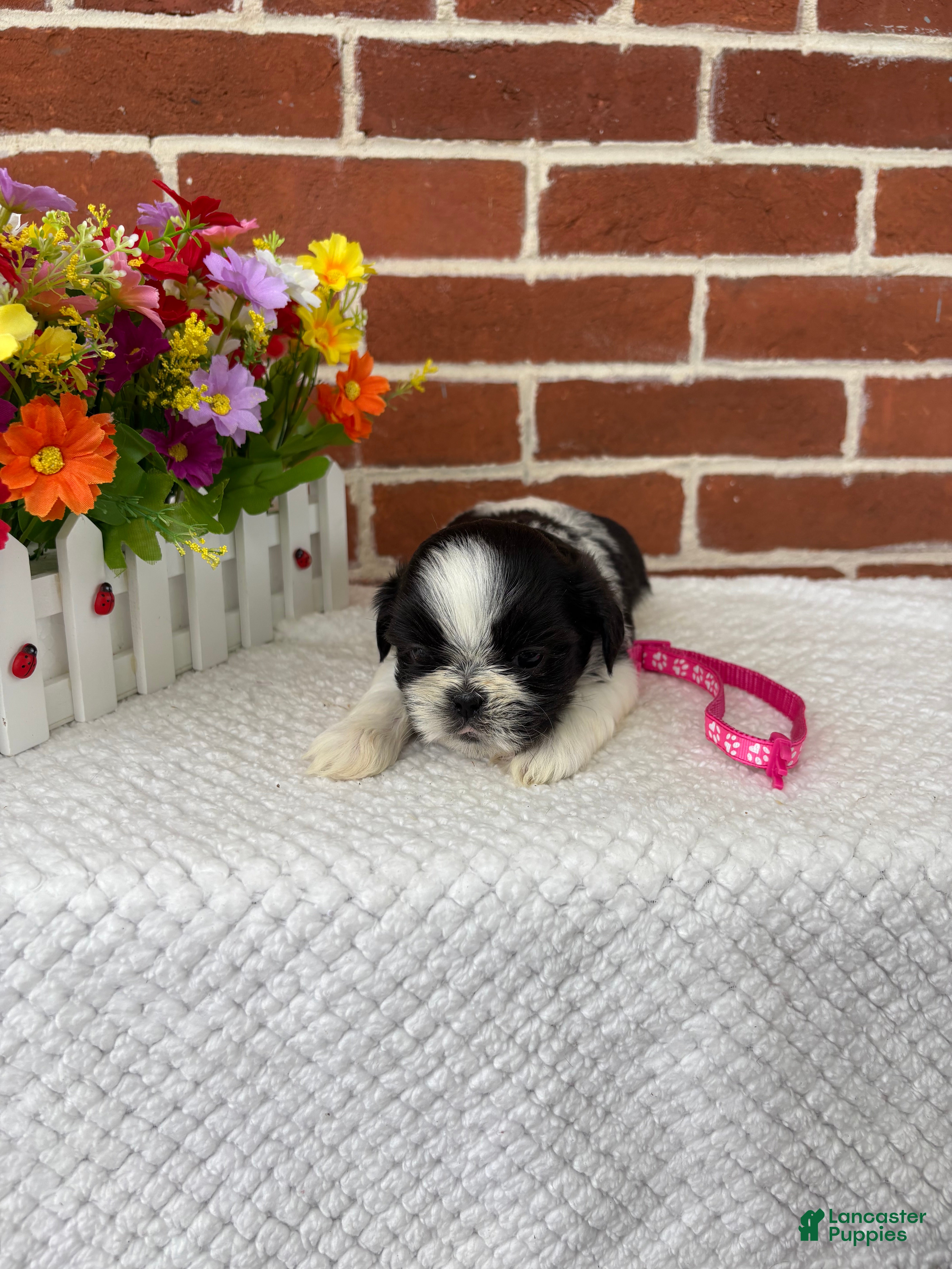 Shih Tzu dogs for sale: Lulu  - Ad 2