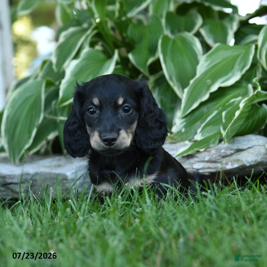 Miniature Dachshund dogs for sale: Winnie - Ad 2