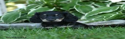 Miniature Dachshund dogs for sale: Winnie - Ad 1